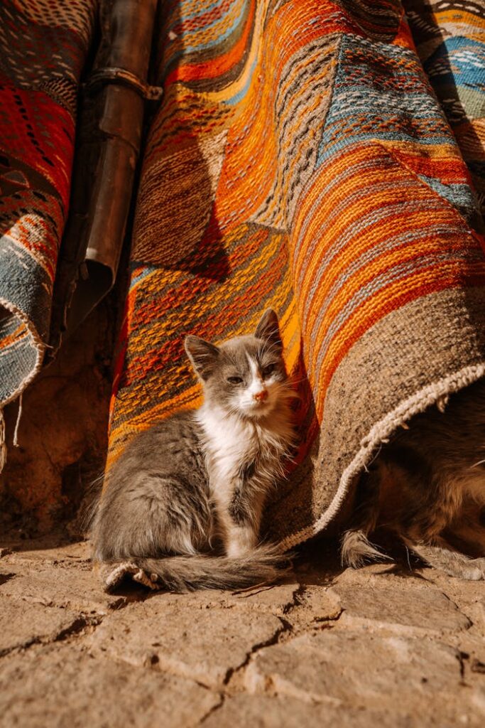 Pack wisely before traveling Charming kitten nestled beside vibrant Moroccan rugs in Marrakesh's sunshine.