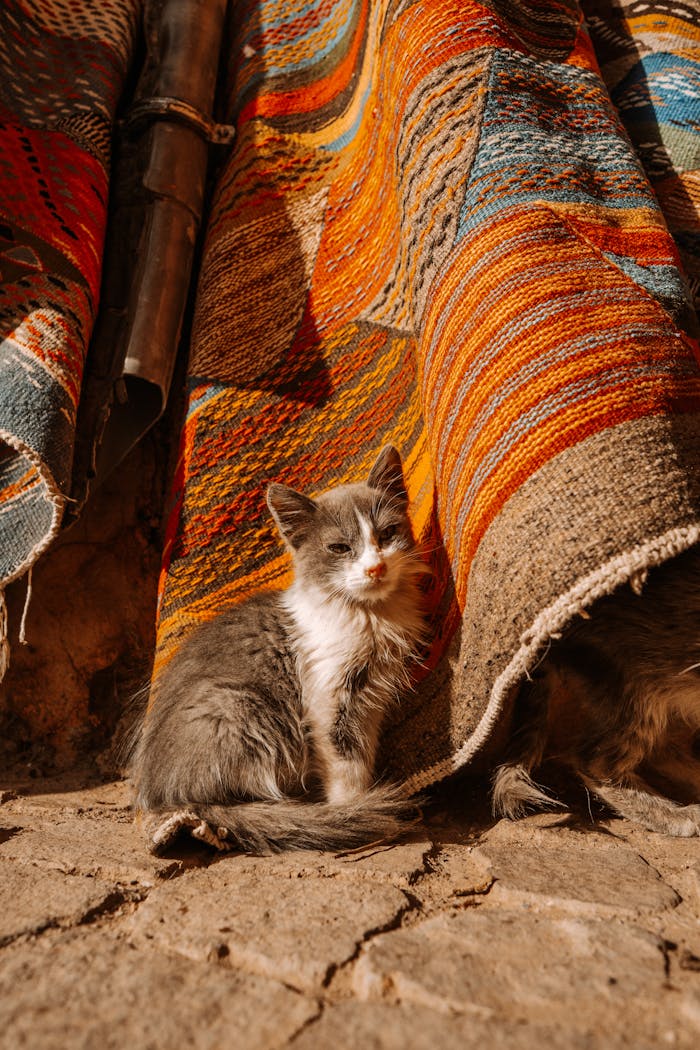 Home Charming kitten nestled beside vibrant Moroccan rugs in Marrakesh's sunshine.